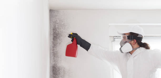 Best Mold Testing and Inspection Services in Linton Hall, VA