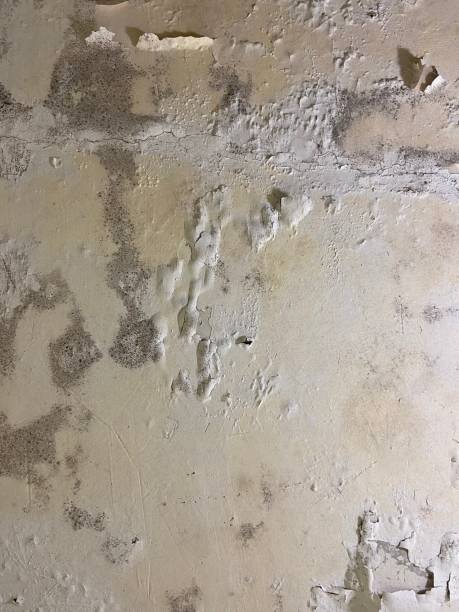 Best DIY Mold Remediation Support Services in Linton Hall, VA